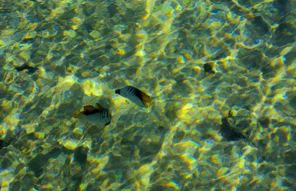 Veelkleurige mooie rode zee vissen over de dikte van de wa — Stockfoto