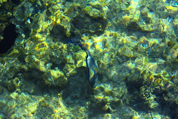 Multicolor hermosos peces de mar rojo sobre el espesor de la wa —  Fotos de Stock