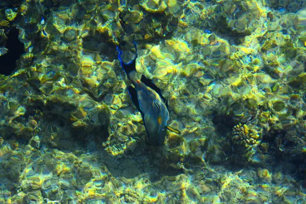 Multicolor hermosos peces de mar rojo sobre el espesor de la wa — Foto de Stock