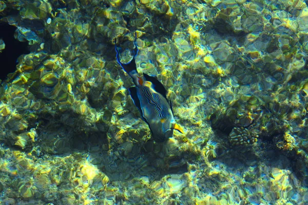 Multicolore bellissimo pesce di mare rosso oltre lo spessore del wa — Foto Stock