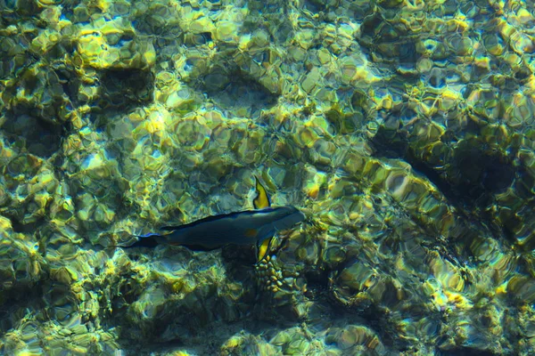 Multicolor hermosos peces de mar rojo sobre el espesor de la wa — Foto de Stock