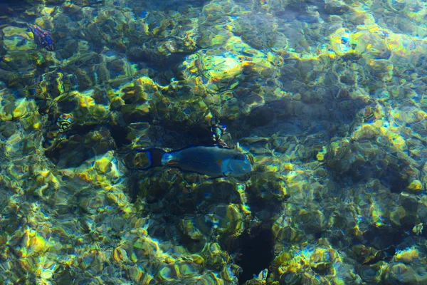 Multicolorido belo peixe de mar vermelho sobre a espessura do wa — Fotografia de Stock