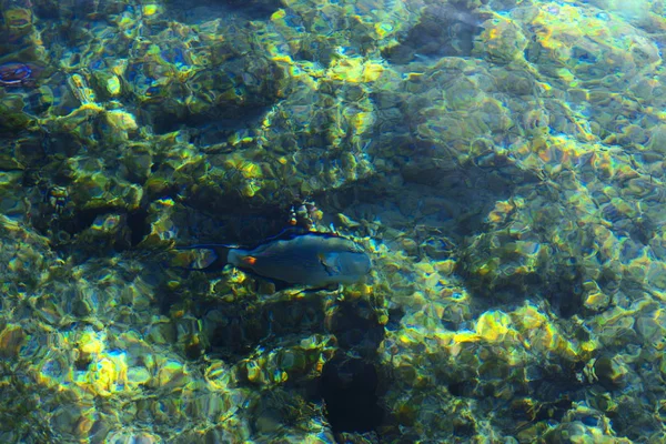 Разноцветная красивая красная морская рыба по толщине ва — стоковое фото
