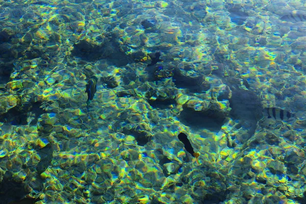 Wa の厚さで色とりどりの美しい紅海の魚 — ストック写真