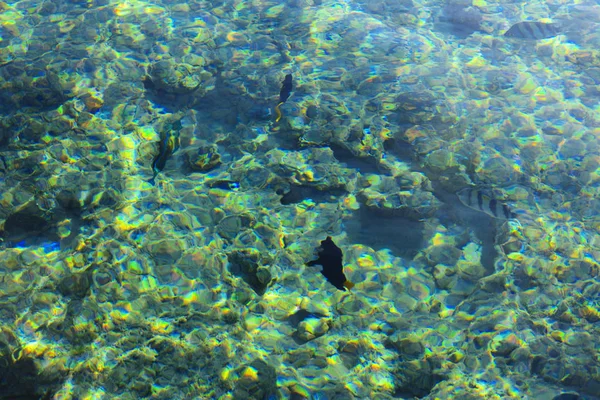 Multicolor hermosos peces de mar rojo sobre el espesor de la wa — Foto de Stock