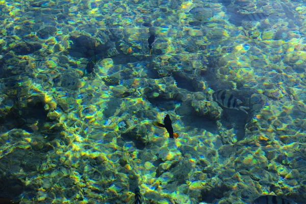 Multicolor hermosos peces de mar rojo sobre el espesor de la wa — Foto de Stock