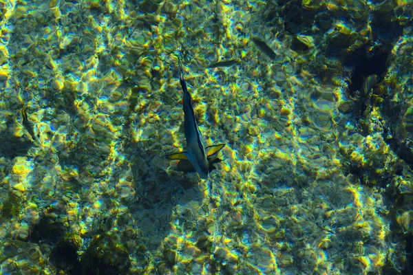 Multicolor hermosos peces de mar rojo sobre el espesor de la wa —  Fotos de Stock