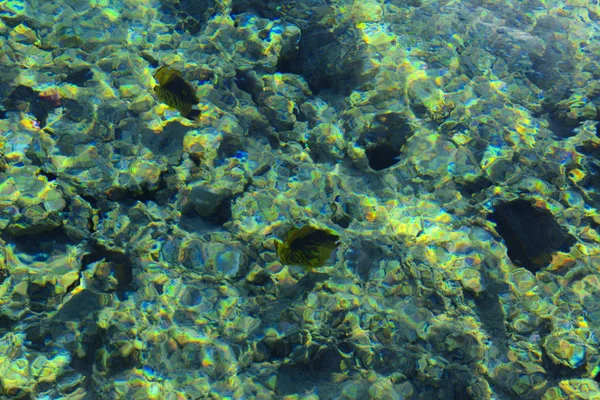 Mångfärgade vackra röda havet fisk över tjockleken på wa — Stockfoto