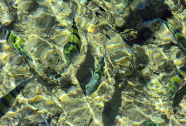 Çok renkli güzel Kızıldeniz balık wa kalınlığı