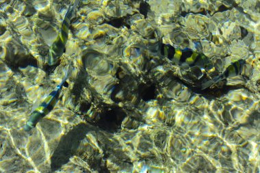 Çok renkli güzel Kızıldeniz balık wa kalınlığı