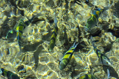 Çok renkli güzel Kızıldeniz balık wa kalınlığı