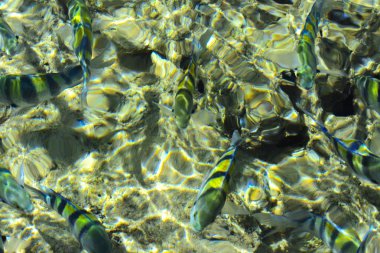 Çok renkli güzel Kızıldeniz balık wa kalınlığı