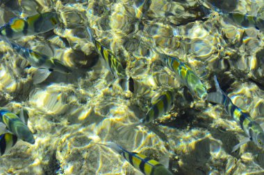 Çok renkli güzel Kızıldeniz balık wa kalınlığı