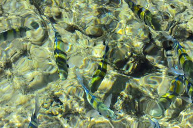 Çok renkli güzel Kızıldeniz balık wa kalınlığı