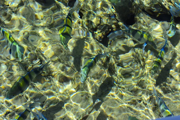 Bunte schöne rote Meeresfische über der Dicke des Wassers — Stockfoto