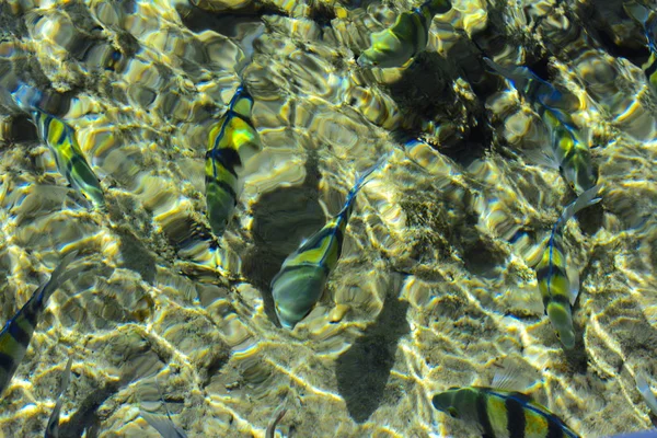Mångfärgade vackra röda havet fisk över tjockleken på wa — Stockfoto