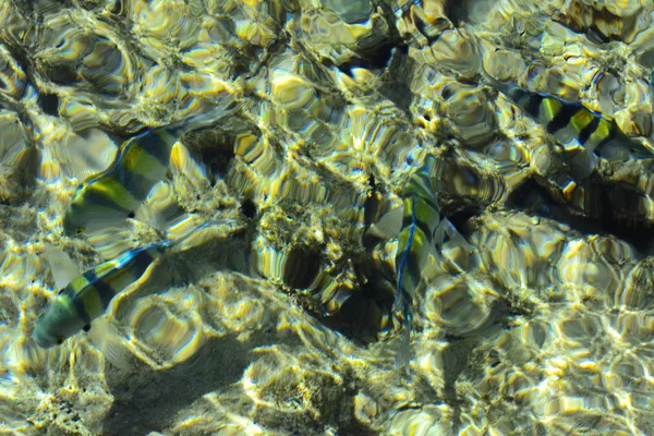 Mångfärgade vackra röda havet fisk över tjockleken på wa — Stockfoto