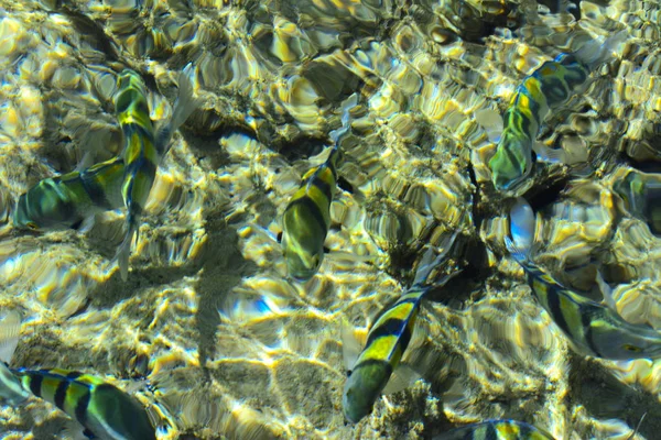 Multicolored beautiful red sea fish over the thickness of the wa — Stock Photo, Image