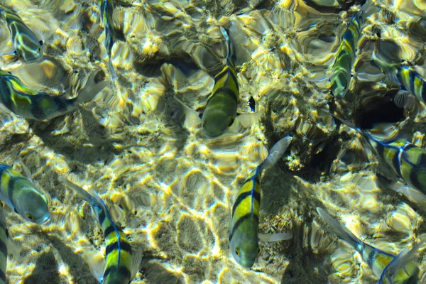 Çok renkli güzel Kızıldeniz balık wa kalınlığı