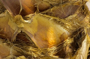 Arka plan bir palmiye ağacının kabuğu. Kaotik soyut tasarım içinde ağaç kabuğu parçaları close-up. Egzotik yaz dinlenmek, ekran koruyucu, duvar kağıdı yaratıcı arka plan kategorisinde.