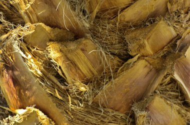 Arka plan bir palmiye ağacının kabuğu. Kaotik soyut tasarım içinde ağaç kabuğu parçaları close-up. Egzotik yaz dinlenmek, ekran koruyucu, duvar kağıdı yaratıcı arka plan kategorisinde.