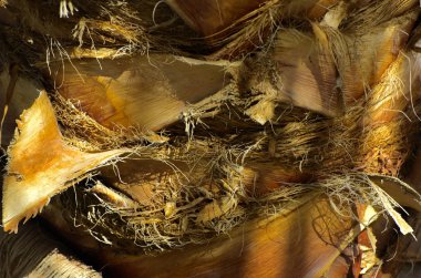 Arka plan bir palmiye ağacının kabuğu. Close-Up parçaları 