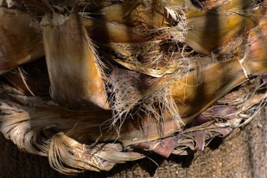 Arka plan bir palmiye ağacının kabuğu. Kaotik soyut tasarım içinde ağaç kabuğu parçaları close-up. Egzotik yaz dinlenmek, ekran koruyucu, duvar kağıdı yaratıcı arka plan kategorisinde.