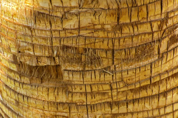 Pozadí Kůry Palmu Detail Části Kůry Stromu Chaotické Abstraktní Design — Stock fotografie