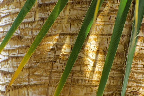 Leaves of palm trees against the bark background, shallow depth of field. Close-up of fragments. In the category of the creative background of exotic summer relaxation, the screen saver, wallpaper