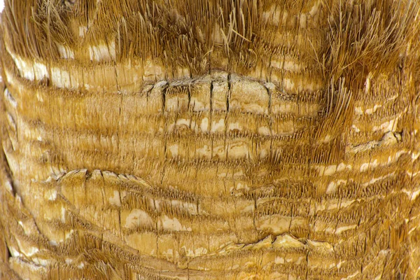 Hintergrund Der Rinde Einer Palme Nahaufnahme Von Fragmenten Der Rinde — Stockfoto