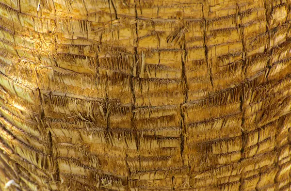 나무의 껍질의 배경입니다 추상적인 디자인에 나무의 껍질의 파편의 클로즈업 이국적인 — 스톡 사진