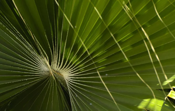 Feuilles Vertes Palmier Spirale Avec Milieu Blanc Centre Gros Plan — Photo