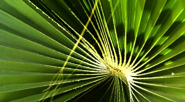 Zöld Levelei Palm Tree Spirál Egy Fehér Középső Központjában Közeli — Stock Fotó