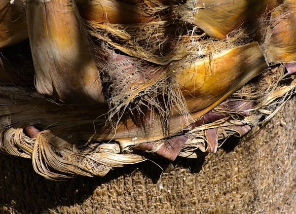 Arka plan bir palmiye ağacının kabuğu. Kaotik soyut tasarım içinde ağaç kabuğu parçaları close-up. Egzotik yaz dinlenmek, ekran koruyucu, duvar kağıdı yaratıcı arka plan kategorisinde.