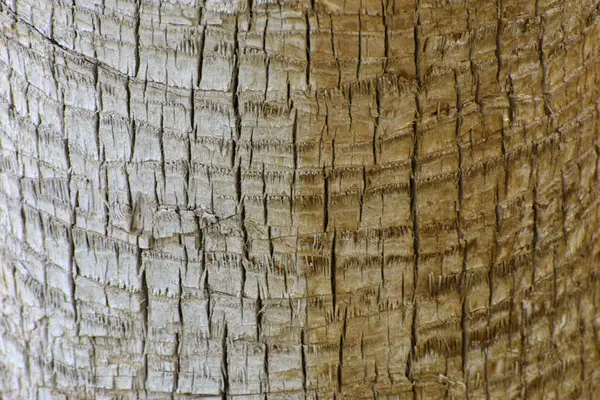 Tło Kory Palmy Zbliżenie Fragmenty Kory Drzewa Chaotyczne Streszczenie Projektu — Zdjęcie stockowe