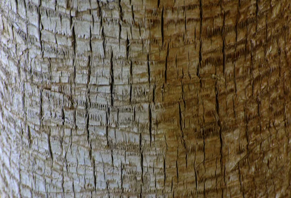 Fondo Corteza Una Palmera Primer Plano Fragmentos Corteza Árbol Diseño —  Fotos de Stock