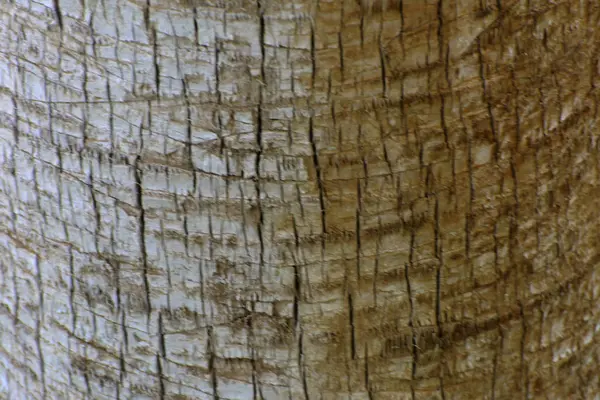Contexto Casca Uma Palmeira Close Fragmentos Casca Uma Árvore Design — Fotografia de Stock