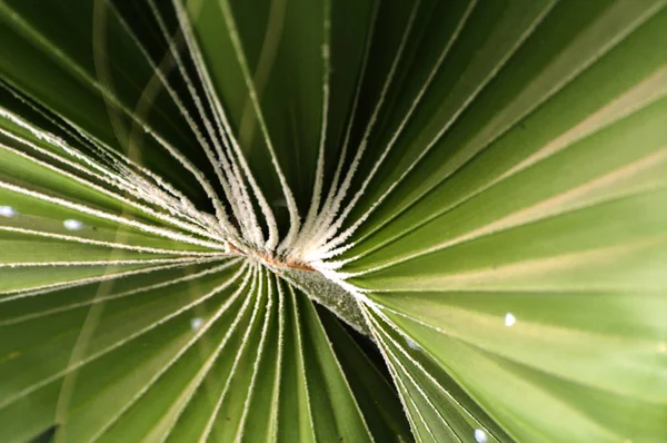 Зеленые листья пальмового дерева спиральные с белой серединой в центре — стоковое фото