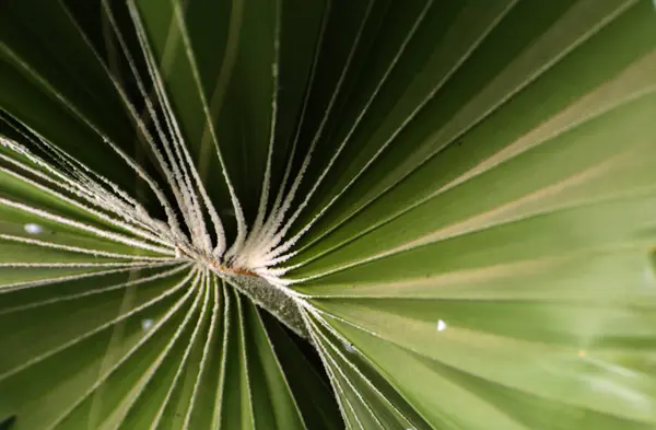 Folhas verdes de uma espiral de palmeira com um meio branco no ce — Fotografia de Stock