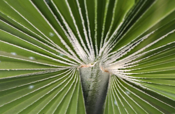 Hojas verdes de una espiral de palmera con un medio blanco en el ce —  Fotos de Stock