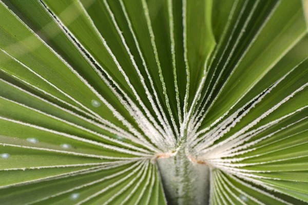 Hojas verdes de una espiral de palmera con un medio blanco en el ce —  Fotos de Stock