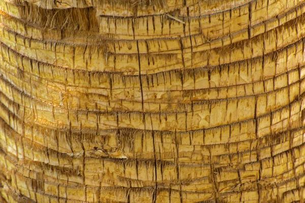 나무의 껍질의 배경입니다 추상적인 디자인에 나무의 껍질의 파편의 클로즈업 이국적인 스톡 이미지