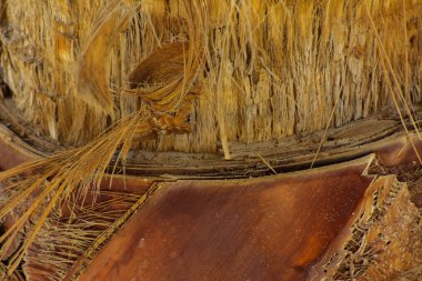 Arka plan bir palmiye ağacının kabuğu. Close-Up parçaları 