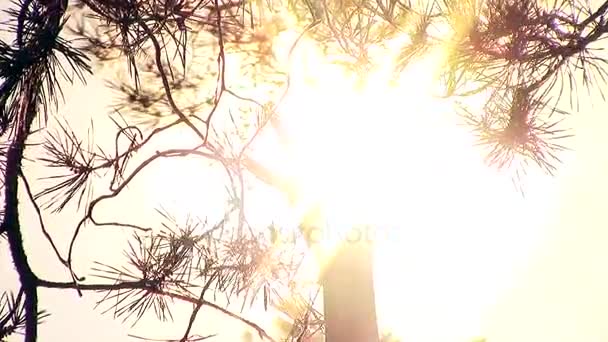 Frau Hand berühren den Sonnenuntergang im Baum \ neue einzigartige Qualität fröhliche Menschen nahe Leuchten — Stockvideo