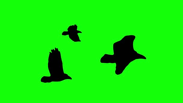 Voler oiseaux troupeau silhouette sans couture boucle animation sur chroma écran vert clé - nouvelles images vidéo animaux de la nature de qualité — Video