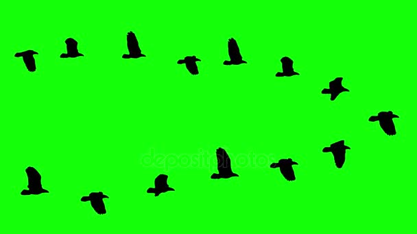 Flying birds wedge flock silhouette animation on chroma key green screen - new quality nature animals video footage — Stock Video