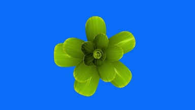 yeşil çiçek hızlandırılmış 3d animasyon chroma anahtar yeşil ekran arka plan yeni kalitesi üzerinde güzel izole uzun çiçeklenme açılış doğal çiçek serin güzel 4 k video görüntüleri tatil