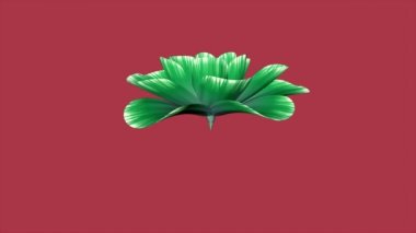 yeşil çiçek hızlandırılmış 3d animasyon chroma anahtar yeşil ekran arka plan yeni kalitesi üzerinde güzel izole uzun çiçeklenme açılış doğal çiçek serin güzel 4 k video görüntüleri tatil