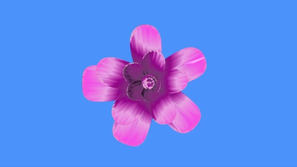 Açılış uzun chroma anahtar yeşil ekran arka plan yeni kalitesi üzerinde güzel izole mor çiçek hızlandırılmış 3d animasyon çiçek açan doğal çiçek serin güzel 4 k video görüntüleri tatil — Stok video