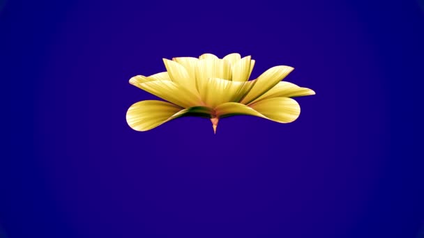 Apertura de larga floración flor amarilla time-lapse 3d animación aislada en croma clave pantalla verde fondo nueva calidad hermosa fiesta natural floral fresco agradable 4k video metraje — Vídeos de Stock